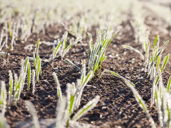 Las heladas de primavera en España preocupan a los agricultores.