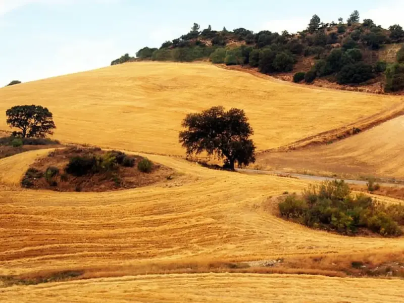 paisaje de campo