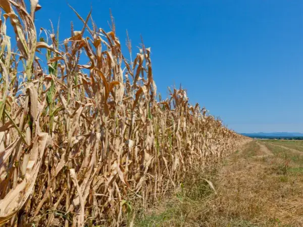 Vegetacion por sequia en españa