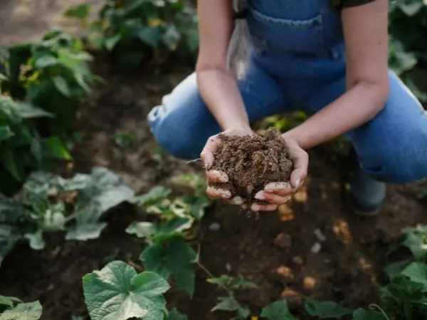 Agricultor muestra el estado del suelo a través de la agricultura regenerativa