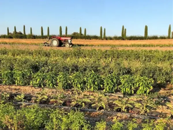 agricultura ecologica