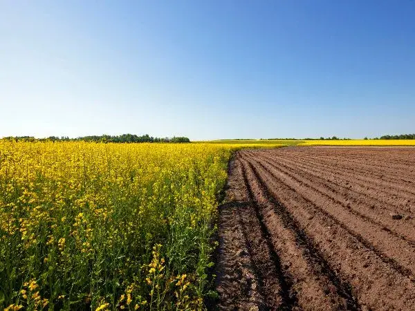 campo en el que se trabaja la agricultura