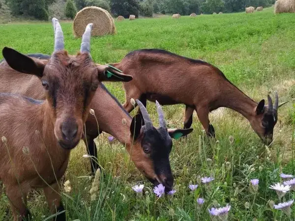 rebano cabras alpinas