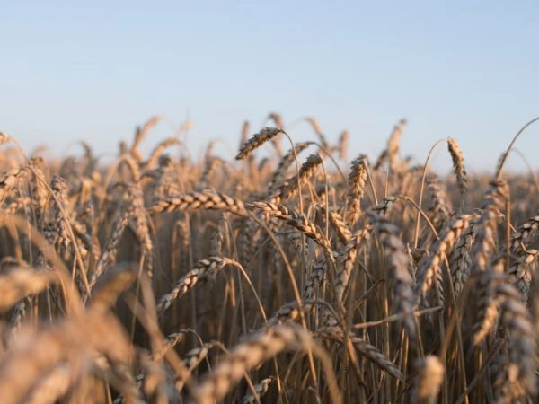 Agricultura de secano