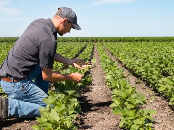 Un agricultor observa los cultivos de su finca