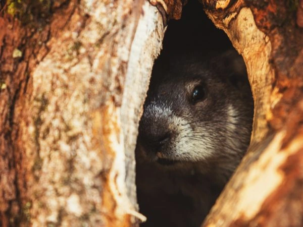 Una marmota se asoma a través de su madriguera, un símbolo del Día de la Marmota