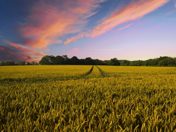 Tierras de cultivo al amanecer durante la primavera 2024 en España