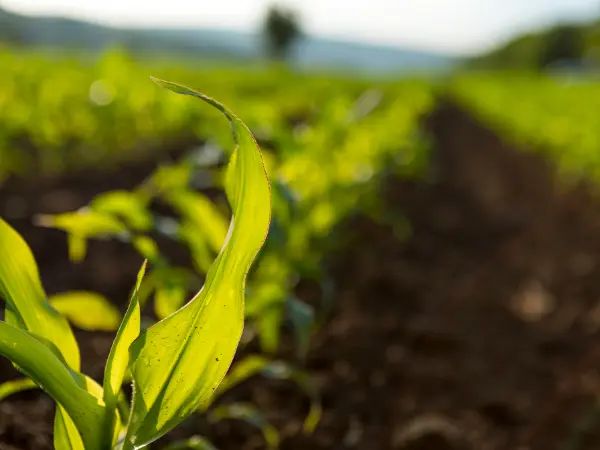 La Ley de Restauración de la Naturaleza