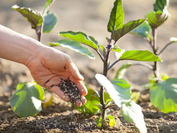 Un agricultor aplica fertilizantes en los cultivos de su explotación