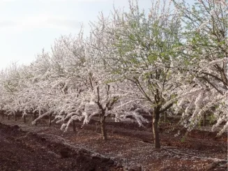 Plantas de almendro en flor en el vivero de almendros de AGR de Prado