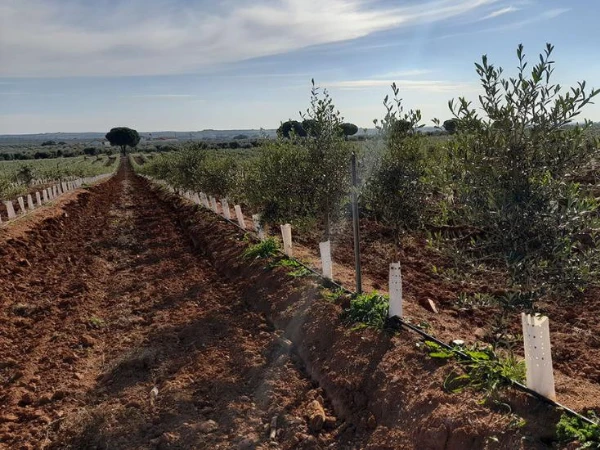 Plantas en el vivero de AGR de Prado