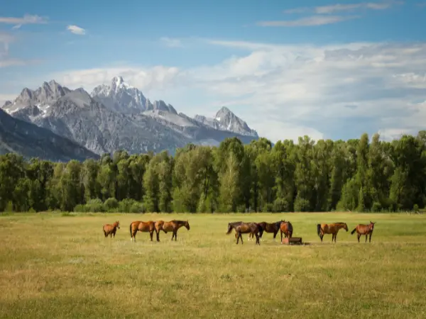 Grupo de caballos pastando en un verde campo.