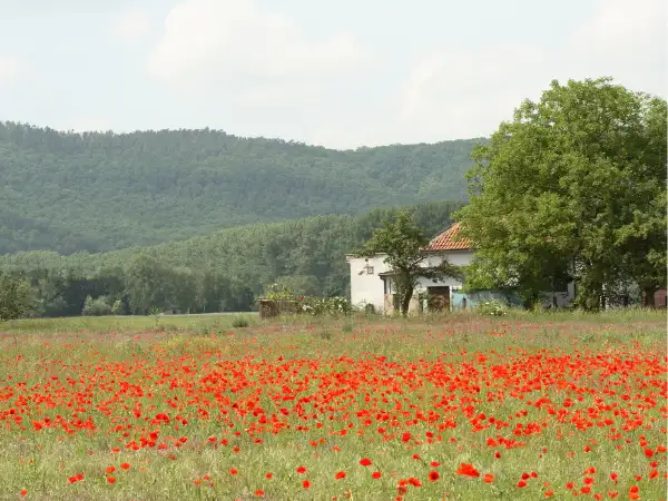 Primer plano de un campo de flores con una finca rústica de fondo.