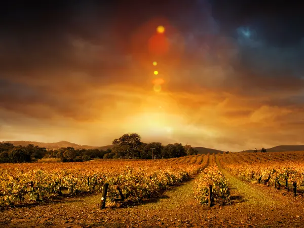 Paisaje de campo en tonos cálidos que reflejan la belleza del otoño 2024 en España.