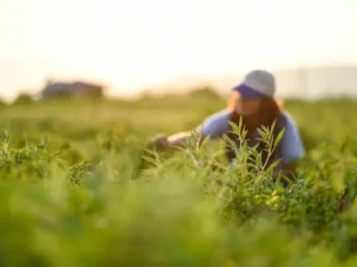 Joven agricultora, beneficiar de las ayudas joven agricultor, trata sus cultivos.