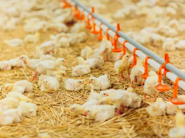 Pollo se alimentan en una granja avícola en España.