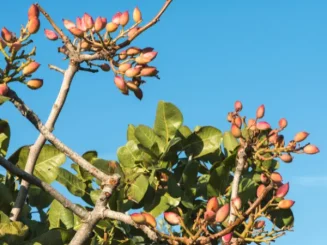 Planta de pistachos en cultivo.