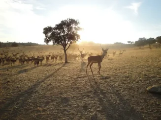 Grupo de ciervos en una finca de caza.