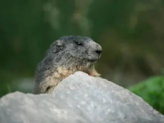 La marmota Phil, protagonista del popular Día de la Marmota.