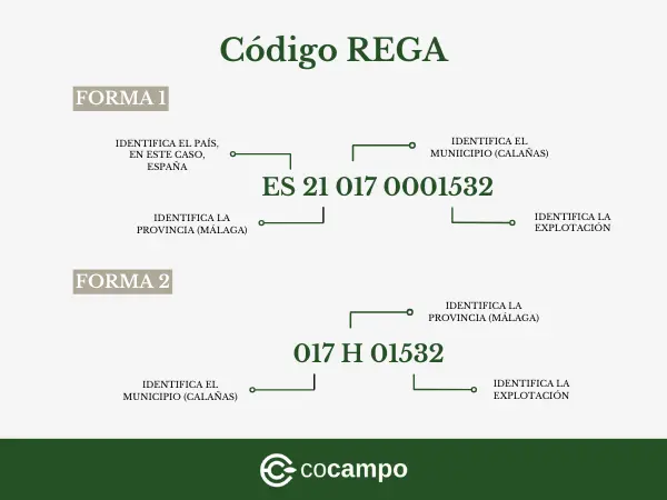 Explicación de la estructura del código REGA.