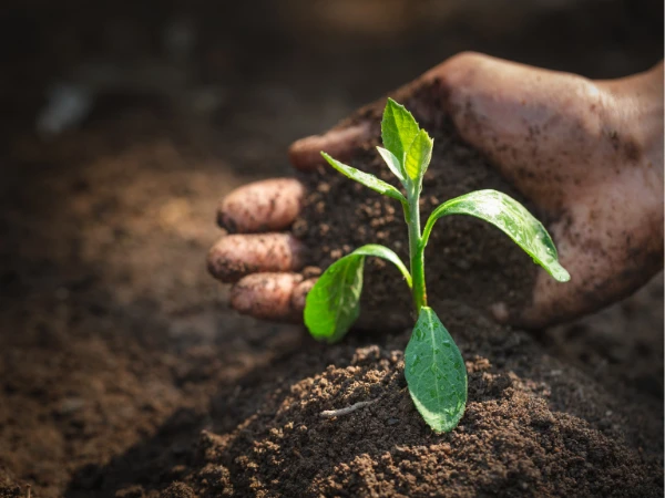 Mano cubriendo con tierra una planta joven como símbolo de las buenas prácticas agrícolas.