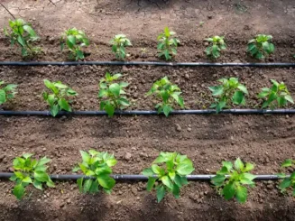 Cultivo con sistemas de riego localizado mediante cintas de goteo.