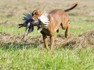 Perro de caza cobra ave abatida, escena común en algunos tipos de caza menor practicados en España.